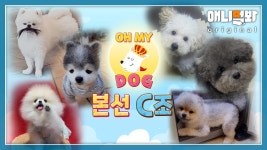 어차피 우승은 내 강아지다. [애니멀봐 오마이독 본선 C조 공개]ㅣPresenting Finalist Dogs For The 1st Dog Contest! Group C | ZUM TV