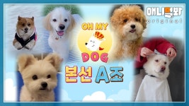 독기 품었네 품었어.. 귀요미 독. dog요. [애니멀봐 오마이독 본선 A조 공개]ㅣFinalist Dogs For The 1st Dog Contest! Group A | ZUM TV