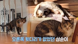 집냥이지만 길냥이, 경계심이 심한 삼순이 | ZUM TV