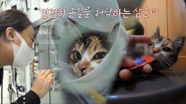 삼순이 수술 성공, 이제는 삼순이와 마음의 거리 좁히기! | ZUM TV