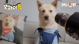나 곰이야.. 이 영상 혹시 보고있니..? [오마이독 TOP20 영상편지]ㅣEpic.. Dog That Speaks Like A Human | ZUM TV