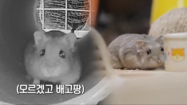 몬디 구조 대작전, 햄스터를 잡아라! | ZUM TV