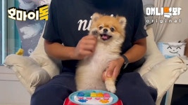 안 치고 내 심장 두들기네.. [오마이독 TOP20 음원 미션 #불구덩이는 없음]ㅣCompilation of Drum Challenges by Cute Dogs 2 | ZUM TV