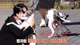 시도 때도 없이 제자리를 빙빙 도는 두리! | ZUM TV
