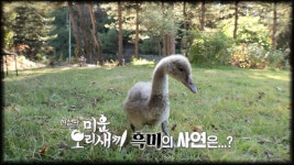 [11월 13일 예고] 현실판 미운 오리 새끼 흑미의 사연은? | ZUM TV