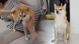 새로운 환경에 대한 두산이의 두려움 극복 솔루션! | ZUM TV