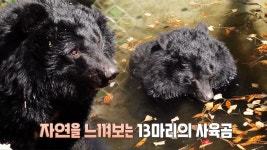 창살 없는 드넓은 하늘을 보게 된 반달가슴곰 | ZUM TV