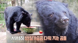 사육 곰 농장에서 구조된 열세 마리 반달가슴곰들 | ZUM TV