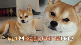 초긴장 벌벌 떠는 겁쟁이 강아지 ‘두산이’ | ZUM TV