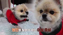 우리집 막내 순구의 원인을 알 수 없는 마비 증상 | ZUM TV