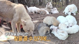 작은 일곱 천사들, 여름이가 매일 10km를 달리는 이유! | ZUM TV