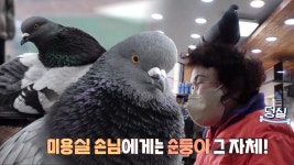 인사까지 하는 유일무이 미용실 반려비둘기 짱구! | ZUM TV