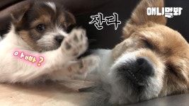 애 좀 보랬더니 진짜 눈으로만 본다ㅋㅋㅋㅣPapa Dog Refusing to Parent His Pups.. It Turns Out..! | ZUM TV