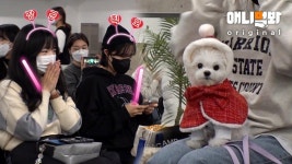 엄마 나 오래 살았나봐.. 강아지 펫미팅도 다 보네? 얘네 사인회도 해ㅋㅋㅋㅣDogs That Held a Fan Meet & Greet in Korea | ZUM TV