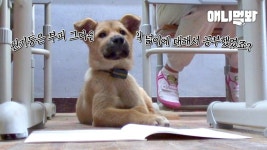 서당 개 3년이면 풍월을 읊는다? 3년 받고 3년 더 주세요.. #동물농장레전드ㅣDog That Studies at an Elementary School | ZUM TV