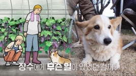 더 건강하개 프로젝트! 어쩌다 마주친 사랑둥이 장수 | ZUM TV