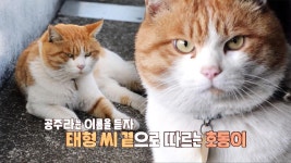 국수집 고양이 호동이에게 나타난 진짜 주인! | ZUM TV