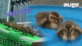 동농익스프레스에 포장 이소 맡긴 오리가족ㅋㅋ당일에 포장하러 가봤더니ㅣA Duck Family Lives On THe Rooftop Rent-Free | ZUM TV