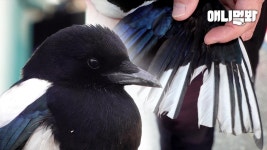 “날개를 가위로 잘라놓은 것 같아요” 주유소에서 일하는 까치의 비밀ㅣReason Why The Magpie’s Wings Were Cut | ZUM TV