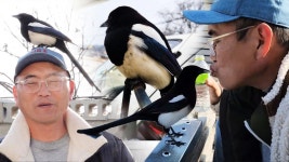 어느 날 주유소에 나타나 엄청난 친화력 선보이는 까치! | ZUM TV