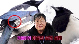 주유소 까치 ‘까봉이’가 날지 못했던 이유는? | ZUM TV