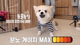 [1월 15일 예고] 순식간에 지옥견으로 돌변하는 뿌리의 사연은? | ZUM TV