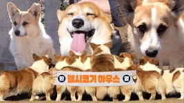 우당탕탕 웰시코기 대가족, 망치는 아웃사이더? | ZUM TV