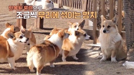 견제와 경쟁은 그만! 8코기들을 위한 규칙 솔루션 | ZUM TV