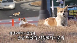 차량들이 쉼 없지 지나치는 회전 교차로에 사는 의문의 견공 | ZUM TV