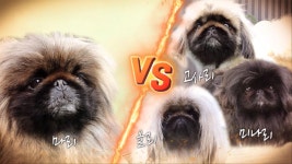 ‘더 견로리’ 犬들의 복수전, 마리를 향한 페키니즈들의 공격! | ZUM TV ‘더 견로리’ 犬들의 복수전,  마리를 향한 페키니즈들의 공격!... 