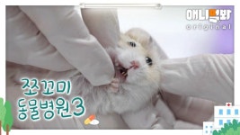 쪼꼬미 동물병원 시즌3 1화 (내원환자 : 드워프햄스터 콩콩님)ㅣAnimal Hospital for Tiny Animals 3 Ep 1 (Patient: Dwarf Hamster... 