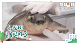 쪼꼬미 동물병원 시즌3 4화 (내원환자 : 돼지코 거북이 꼬부기님)ㅣPig-Nosed Turtle Visits the Hospital Due to a Burn | ZUM TV