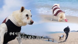 행복한 기억뿐이길, 망고와 하니의 생애 첫 바다 여행! | ZUM TV