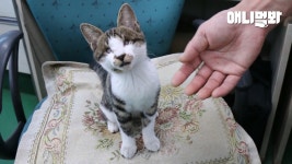 (감동 주의..) 앞 못 보는 고양이가 유일하게 알아본 남자ㅣA Fairy-Tale Story of a Blind Cat And a Man | ZUM TV