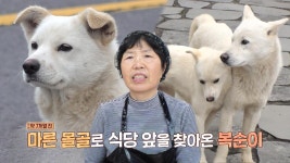 제주도 해안도로 의문의 커플 견공 ‘복돌×복순’ | ZUM TV