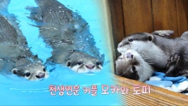 알콩달콩 수달네, 천생연분 커플 모카와 토피♥ | ZUM TV