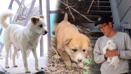 모성애와 공포 사이, 육아 주저견 ‘복순이’ | ZUM TV