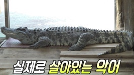 달콤살벌한 동물 관리 대작전! | ZUM TV