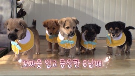 꼬물이 육남매 친부 찾기 소동, 상상도 못한 반전 결말! | ZUM TV