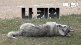 이 놈 숙희.. 어디서 온 허숙희인지 모르겠습니다ㅣA Stray Husky Invaded My Yard | ZUM TV