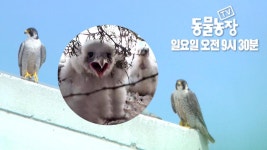 [6월 18일 예고] 49층 빌딩 위, 매 부부의 좌충우돌 육아일기! | ZUM TV