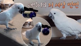 맑눈광 앵무 태식이, 사고 치고 애교 부리는 뻔뻔함! | ZUM TV