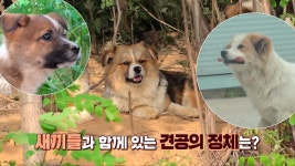 테이크 아웃견 해리, 음식을 들고 가는 이유는? | ZUM TV