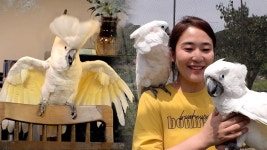 금쪽 같은 앵무새, 파괴왕 태식이 맞춤 솔루션! | ZUM TV