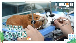 쪼꼬미 동물병원 시즌3 17화 (내원환자 : 기니피그 동동이님)ㅣGuinea Pig That Came To Get His Teeth Scaled LOL | ZUM TV