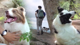 영축산 안내견 ‘몽이’의 슬럼프, 떠오르는 샛별 ‘보름이’ | ZUM TV