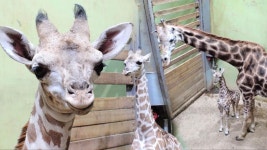 인형처럼 귀여운 미니미 아기 기린 ‘마루’ 탄생! | ZUM TV