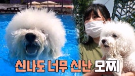 “다른 견들 모두 비켜라!”, 개터파크 장악한 모찌! | ZUM TV