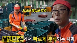신속하고 정확한 눈썰미로 사과 선별하는 달인! | ZUM TV