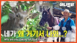 말농장에 꽃사슴이 있을 수 있는거임?ㅣIs it real that Sika Deer is in the horse farm? | ZUM TV